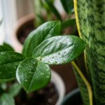 Ultra close-up macro of glossy deep green ZZ plant and snake plant leaves with micro water beads