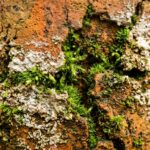 Ultra close-up macro texture of antique aged terracotta pot with velvety green moss and white mineral efflorescence