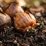 Ultra close-up macro of plump spring flower bulbs resting in rich dark loam potting soil