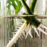 Clear glass vessels with rooting plant cuttings on a sunny modern windowsill
